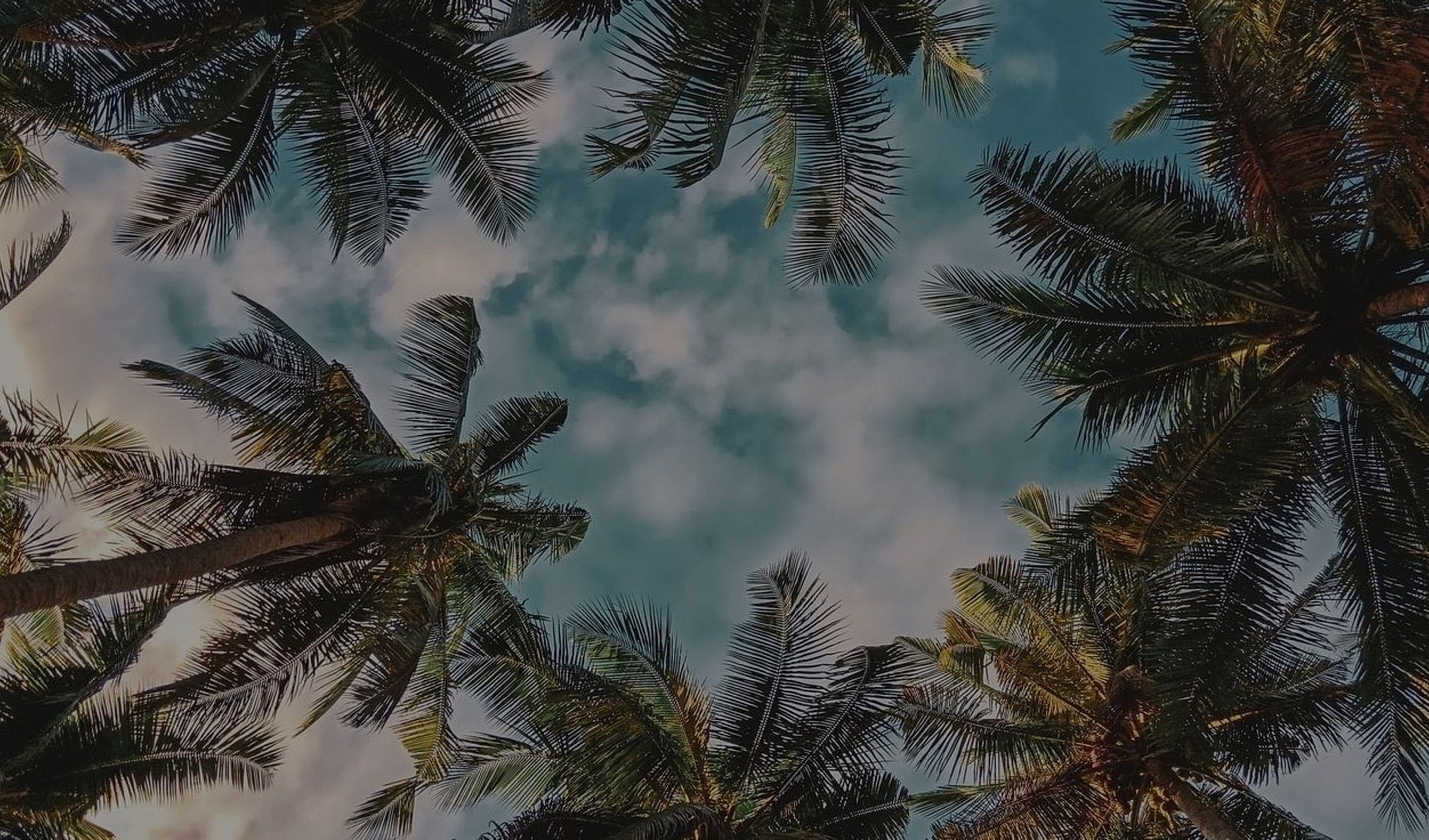 Framed view of palm trees against a cloudy sky.